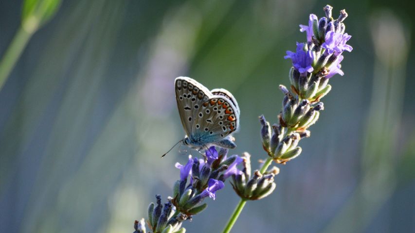 A painted pollinator