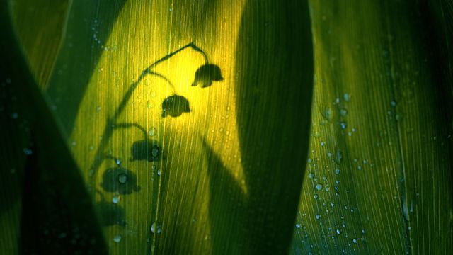 Silhouette de muguet