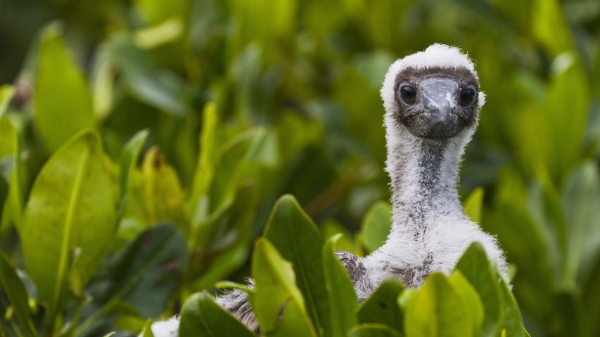 Fuzz to feathers