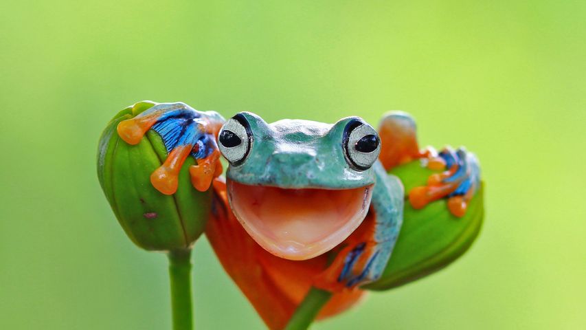 鲜艳多彩的爪哇树蛙，印度尼西亚