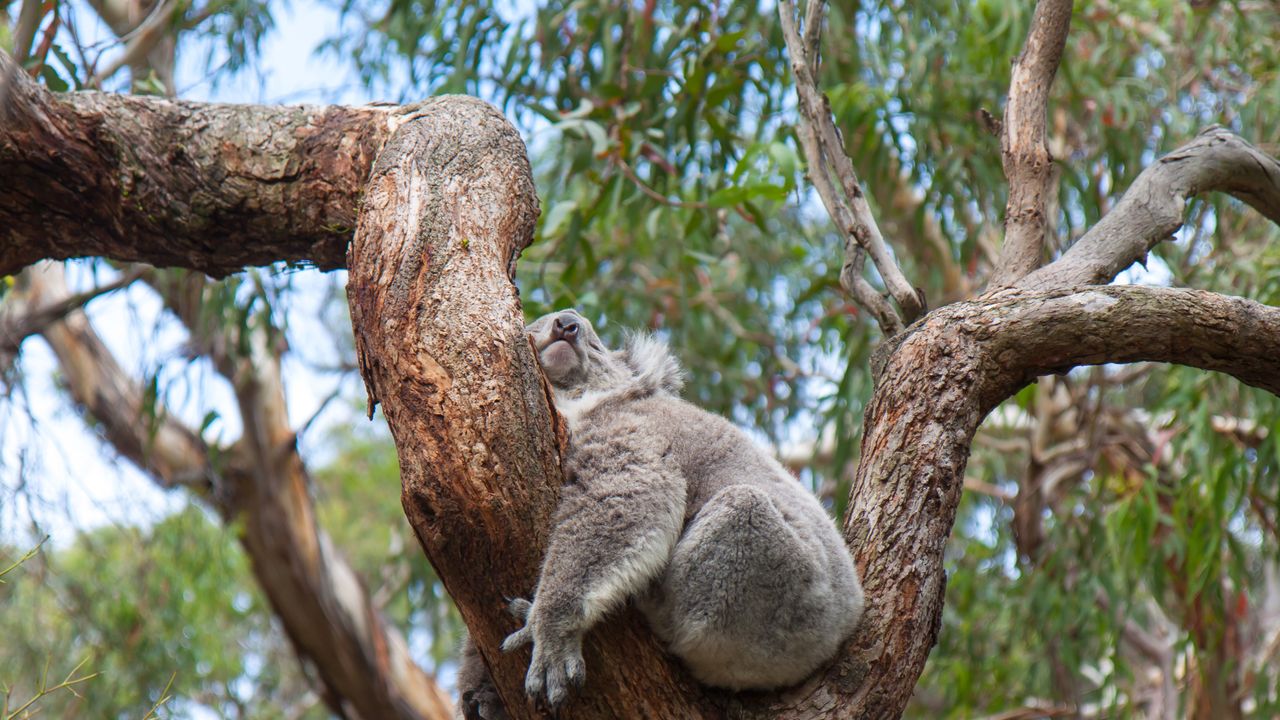 Ein Koala schläft auf einem Eukalyptusbaum, Australien