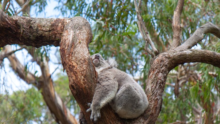 Um coala dormindo em uma árvore de eucalipto, Austrália