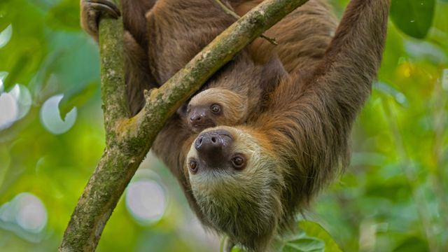 ナマケモノの親子, コスタリカ