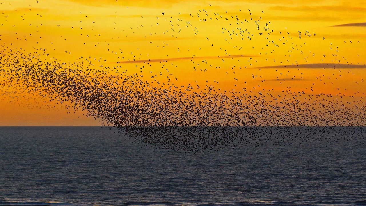 Stare im Sonnenuntergang bei Blackpool, England