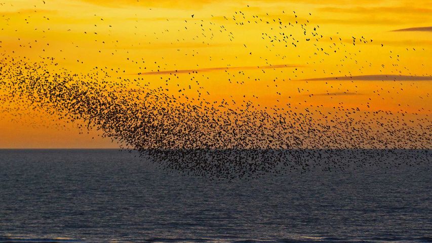 夕阳下的椋鸟，英格兰布莱克浦