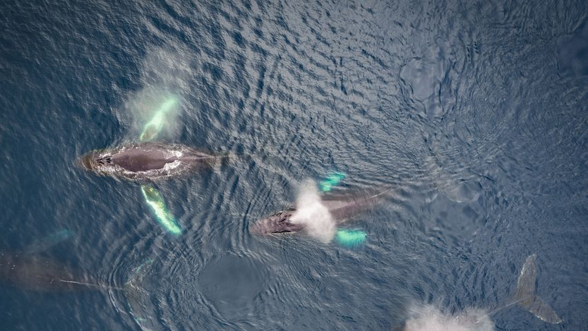 Família de baleias jubarte, Dutch Harbor, Alasca, EUA
