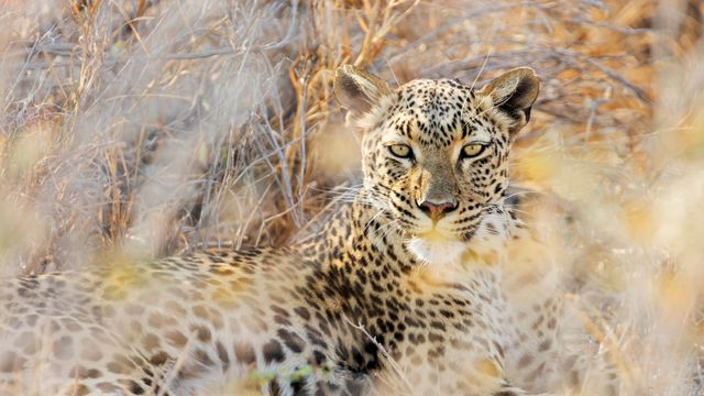 Leopard im Etosha-Nationalpark, Namibia
