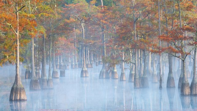 Cypress trees in George L Smith State Park, Georgia, USA