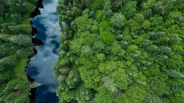 Aerial View of Boreal Forest in summer, Quebec