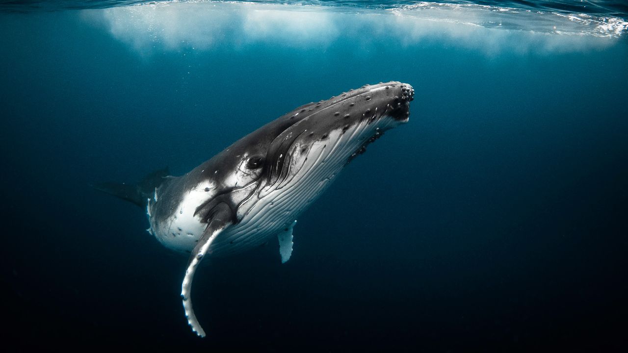 Humpback whale underwater