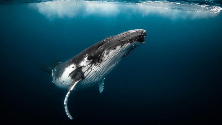Hello, humpback
