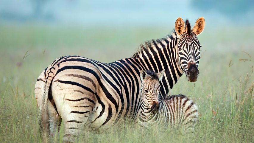 Burchell's zebra mother and foal in Rietvlei Nature Reserve, South Africa