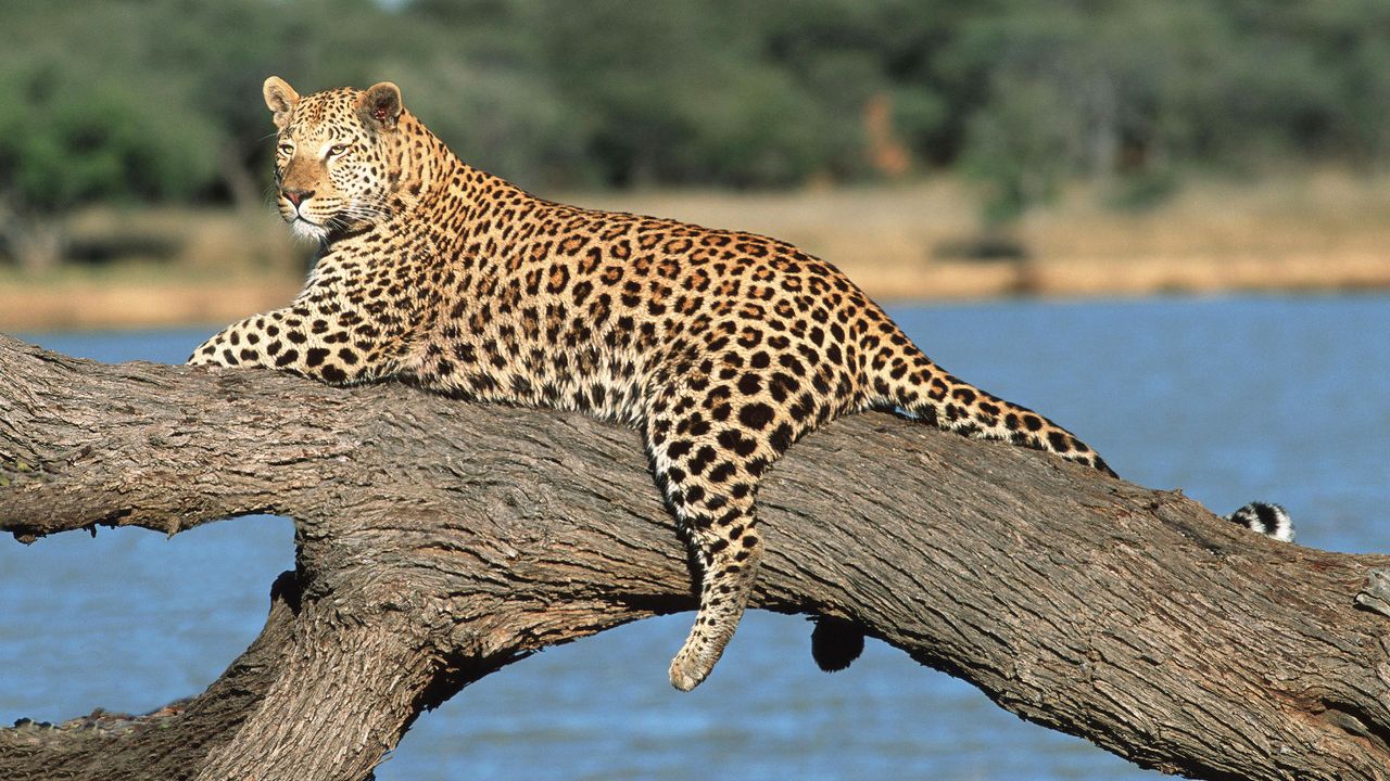 Lounge leopard