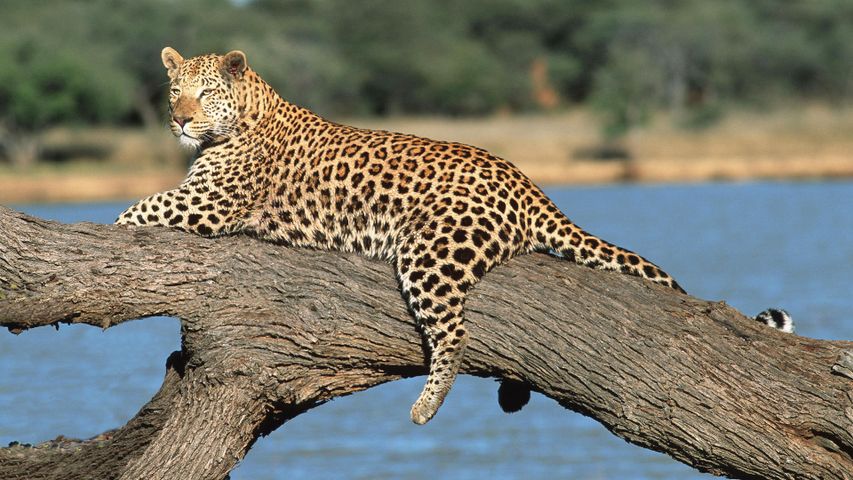 Lounge leopard