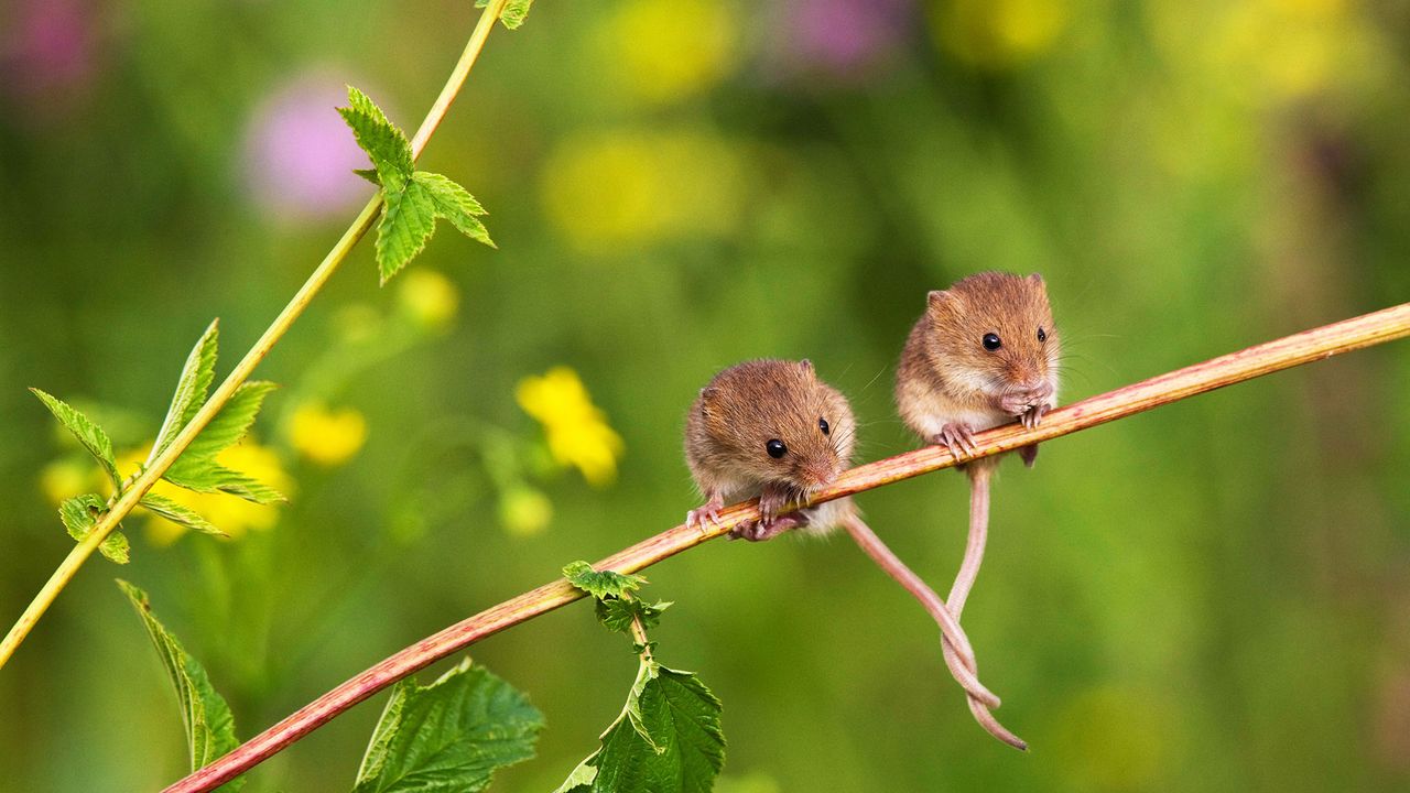 Souris des moissons installées sur une branche, queues entrelacées pour rester en équilibre, France