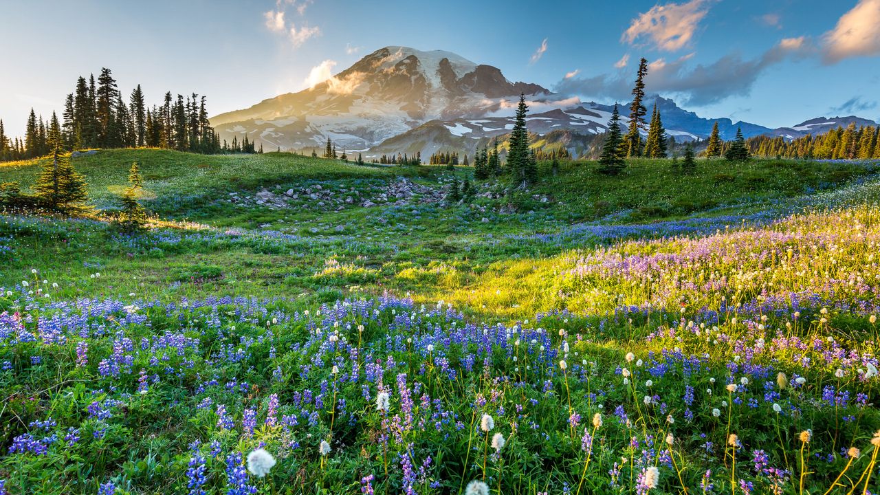 Wildflowers in Mount Rainier National Park, Washington, USA