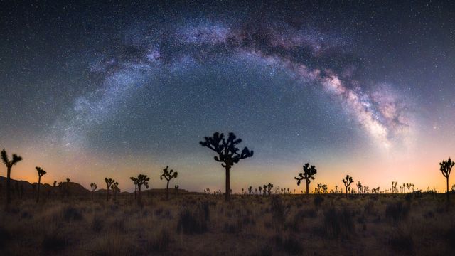 Joshua trees under the Milky Way, California
