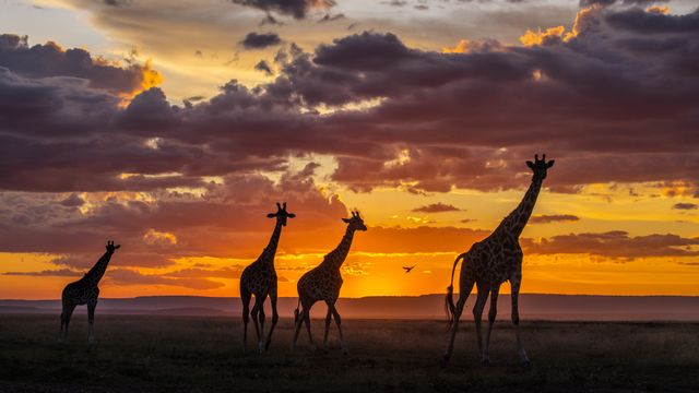 Giraffes at sunset in the Masai Mara National Reserve, Kenya