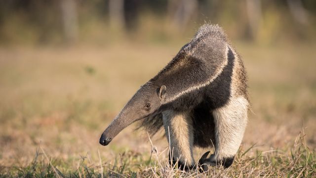 Giant anteater in the Pantanal, Brazil