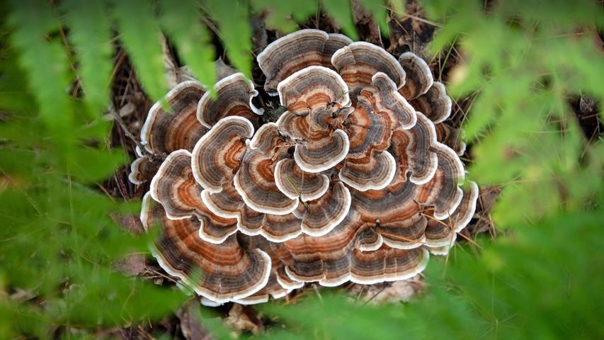 Fungo Trametes versicolor, Brevard, North Carolina, Stati Uniti