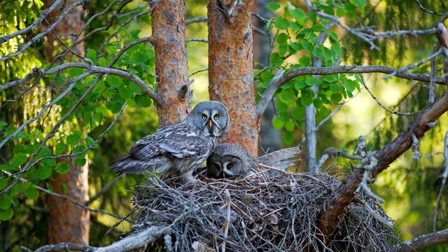 Bartkäuze im Nest, Finnland