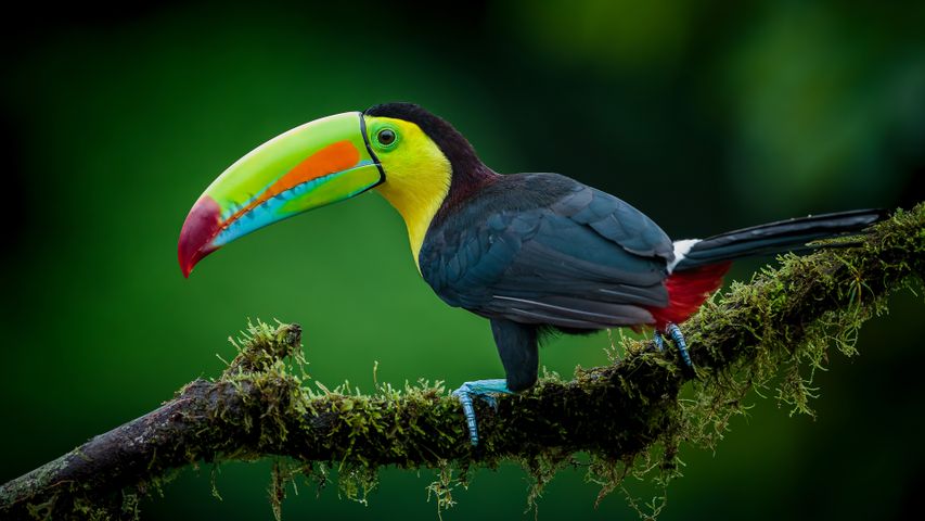 Big in the beak