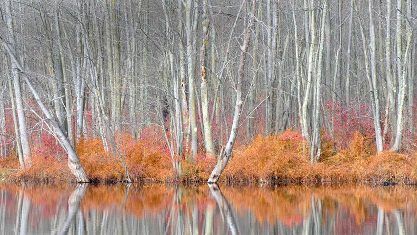 比弗湖自然中心内光秃秃的树和红盖鳞毛蕨，纽约