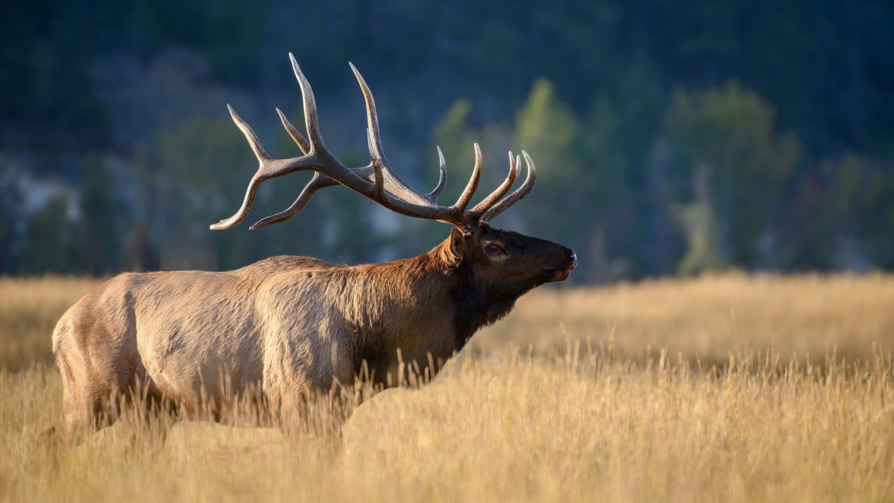 Rocky Mountain elk, Yellowstone National Park, Wyoming, United States
