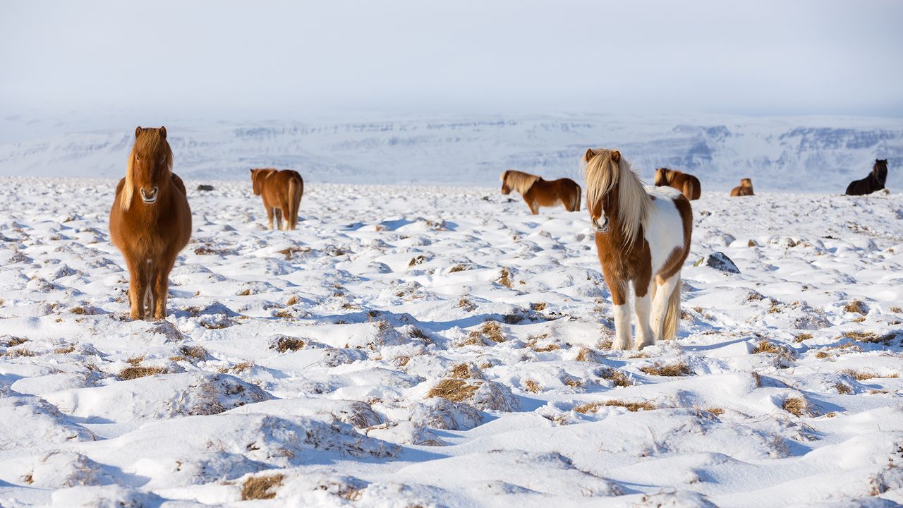 Icelandic horses standing in a field, Iceland