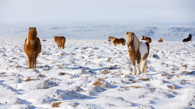 Icelandic horses standing in a field, Iceland