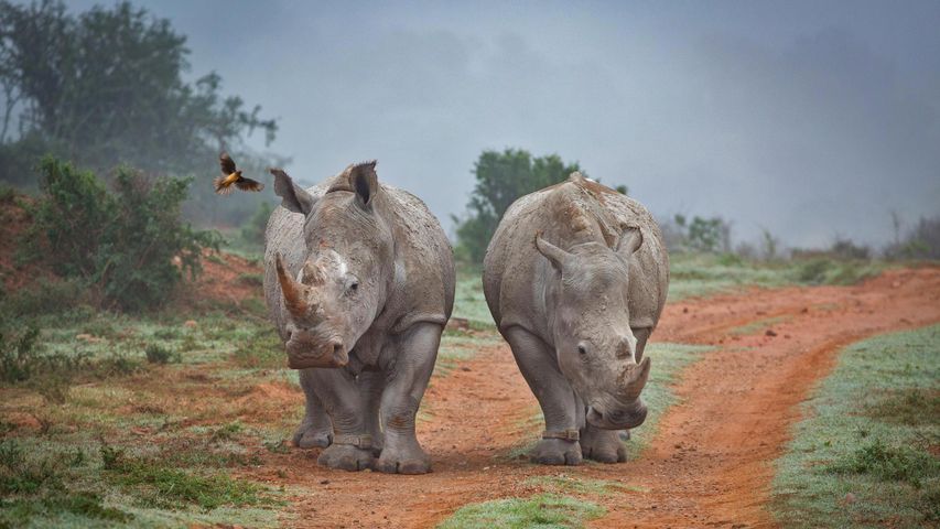 Two rhinos and an oxpecker bird in the Amakhala Game Reserve in South Africa