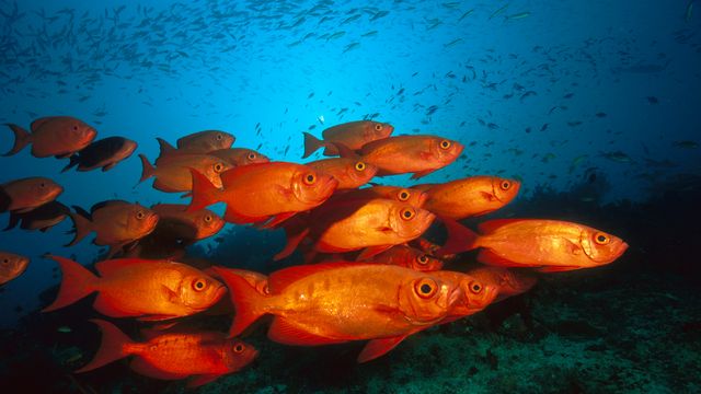 Crescent-tail bigeye fish in the Great Barrier Reef, Australia