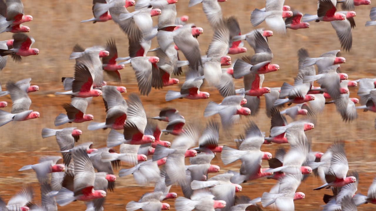 Galah (Eolophus roseicapilla) flock flying in Western Australia