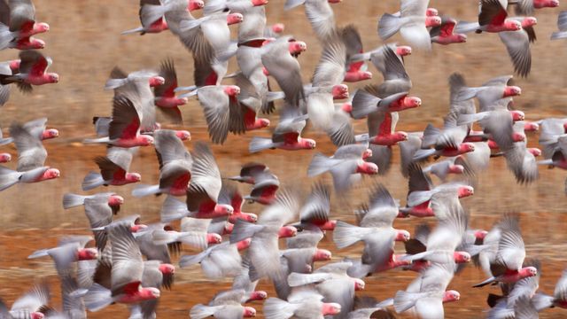 Galah (Eolophus roseicapilla) flock flying in Western Australia