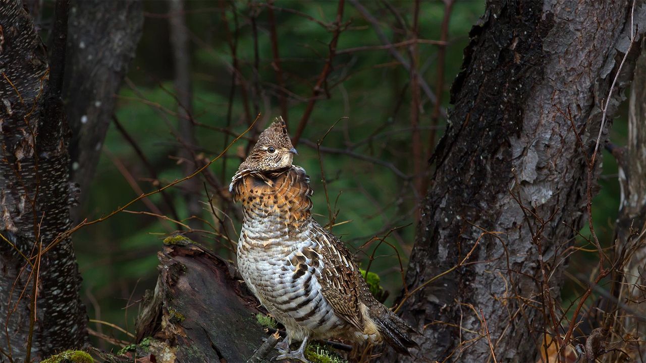 Ruffed grouse in Algonquin Provincial Park, Ontario, Canada