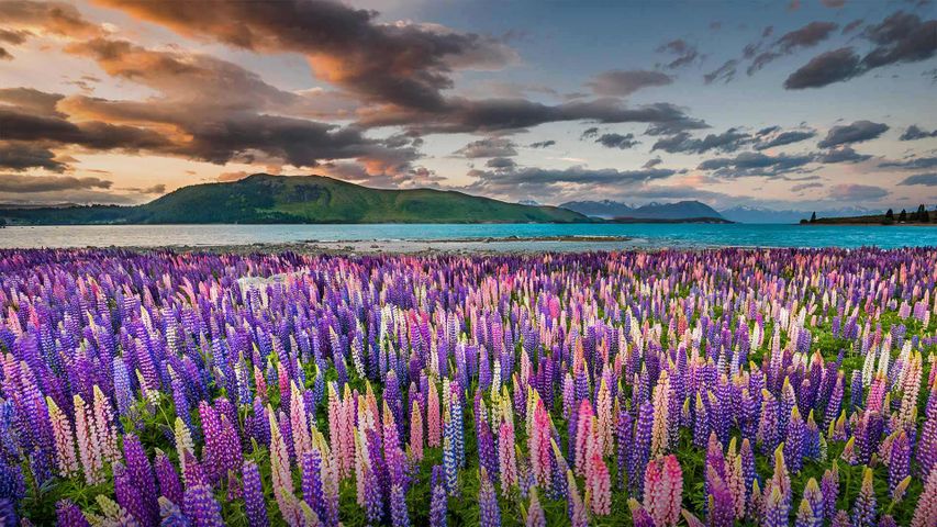 Campo de altramuces en la costa del lago Tekapo, Nueva Zelanda