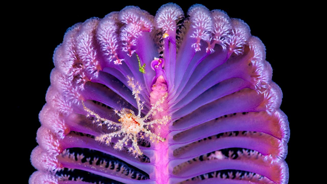 Decorator crab on a sea pen, Komodo National Park, Indonesia