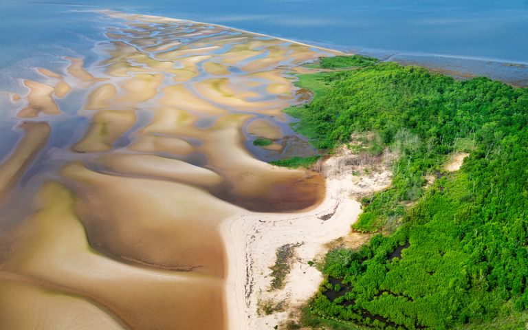 Amazon Rainforest Windows 10 Theme
