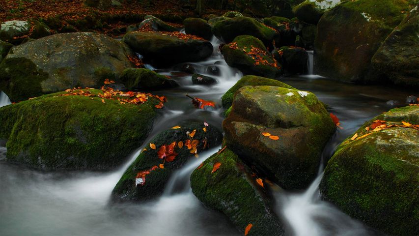 Roaring Fork dans le parc national des Great Smoky Mountains, Tennessee, États-Unis