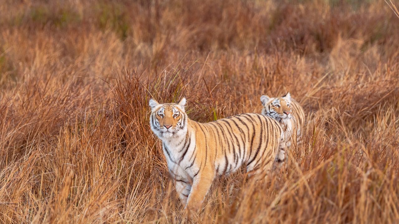 Tiger siblings in Jim Corbett National Park, Uttarakhand, India