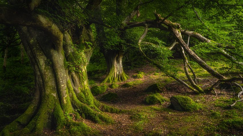 Ancient beech tree, Glenariff Forest Park, County Antrim, Northern ...