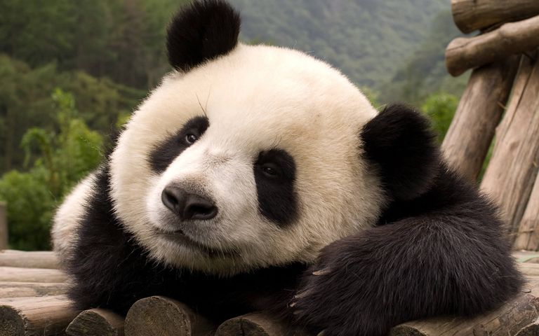 China Panda Bears Windows 10 Theme