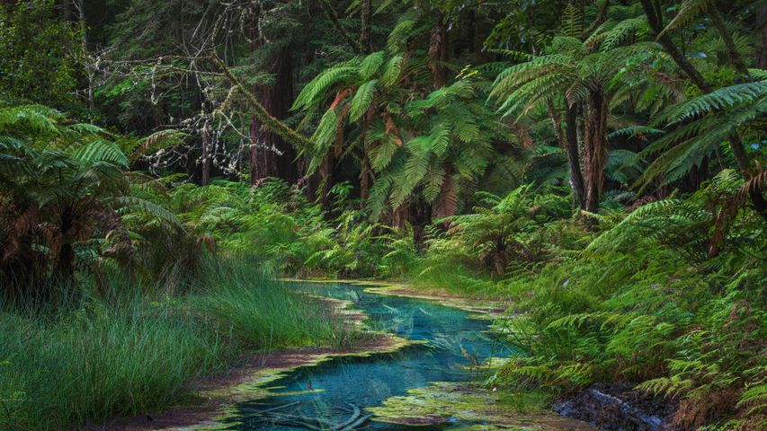 华卡雷瓦雷瓦森林的红木纪念树林，新西兰北岛