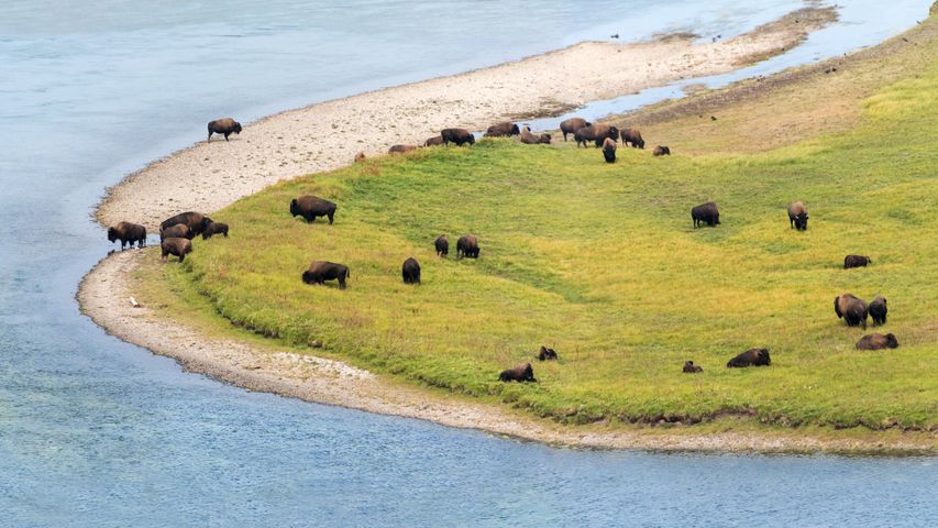 Where the buffalo ruminate