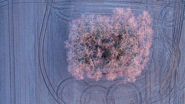 Warmes Licht der aufgehenden Morgensonne auf mit Frost bedeckten Bäumen auf einem Feld bei Jacobsdorf, Brandenburg, Deutschland