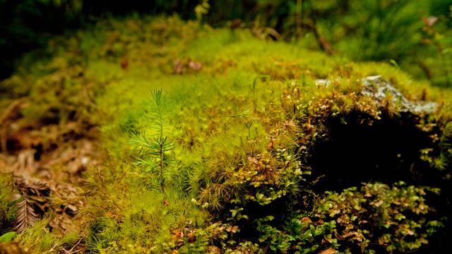 セコイアの若芽, 米国 カリフォルニア州