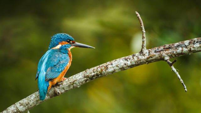Martin-pêcheur d'Europe sur une branche