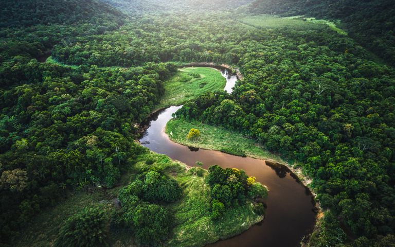 Amazon Rainforest Windows 10 Theme