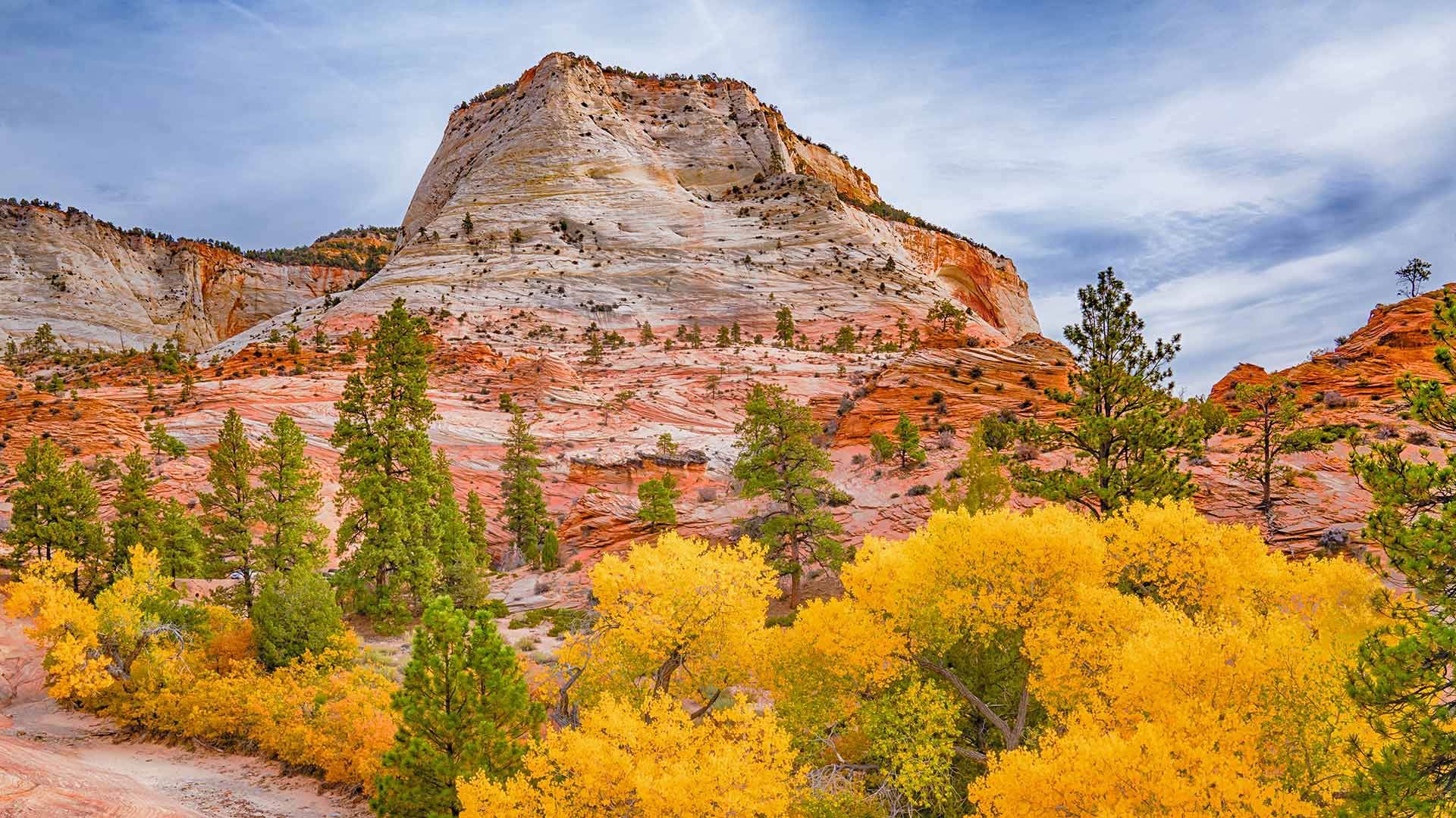 Fall colors in Zion National Park, Utah - Bing Gallery