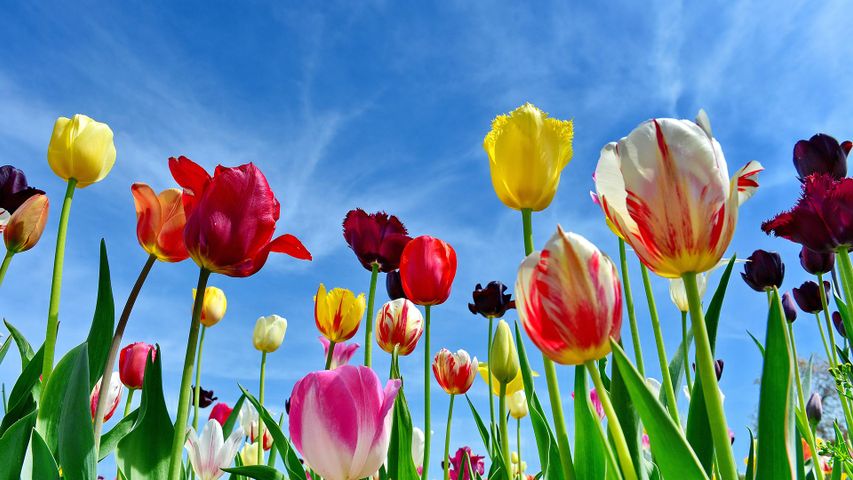 Champ de tulipes à  Miesbach, Bavière, Allemagne